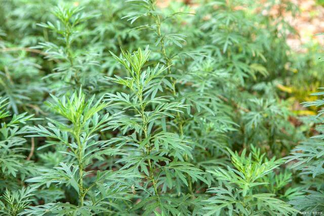 mugwort